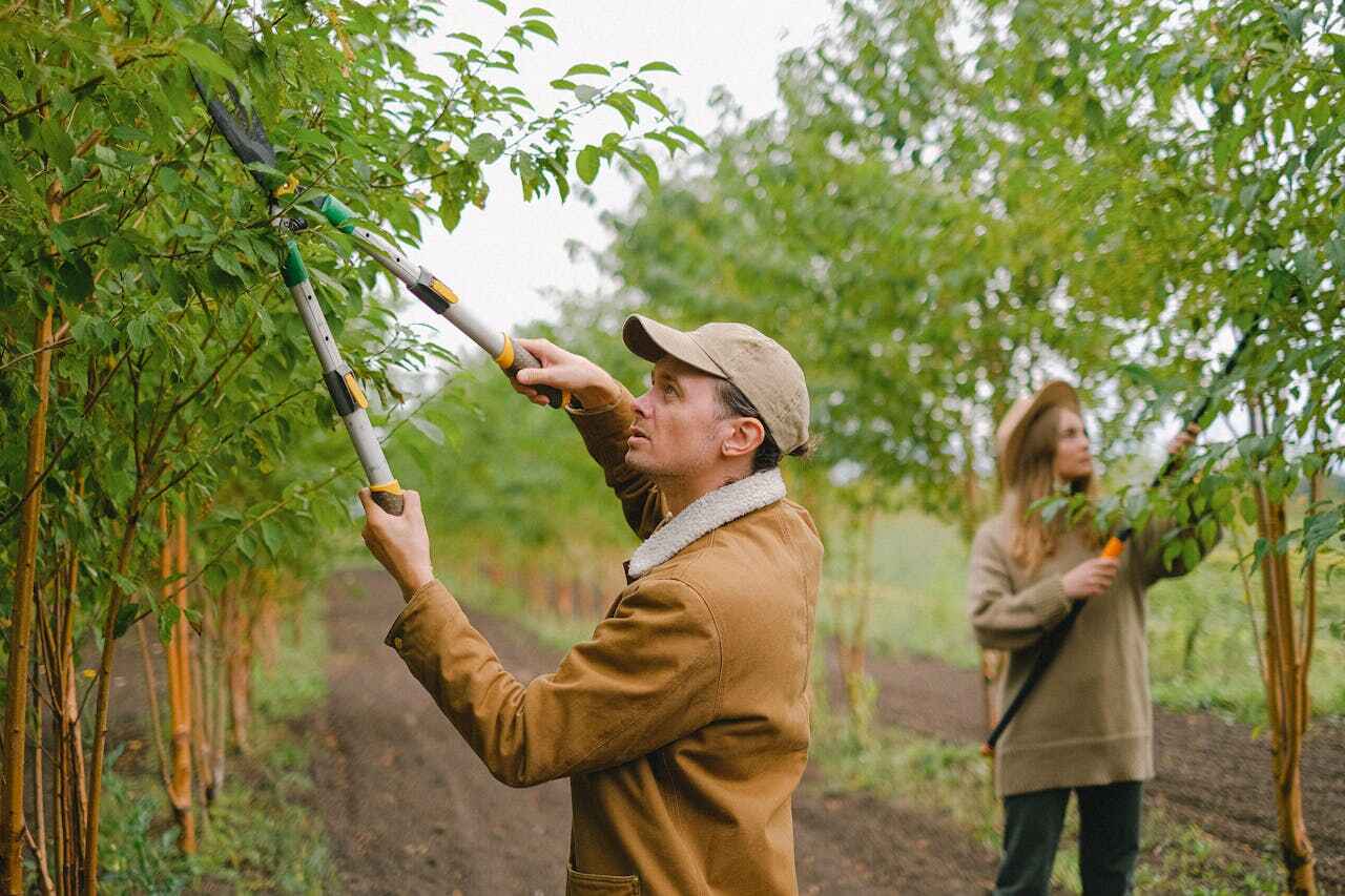 Best Affordable Tree Service  in Wolf Lake, MI